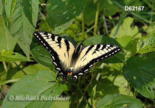Eastern Tiger Swallowtail (Papilio glaucus)